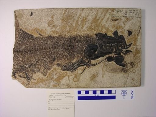 Notogoneus osculus