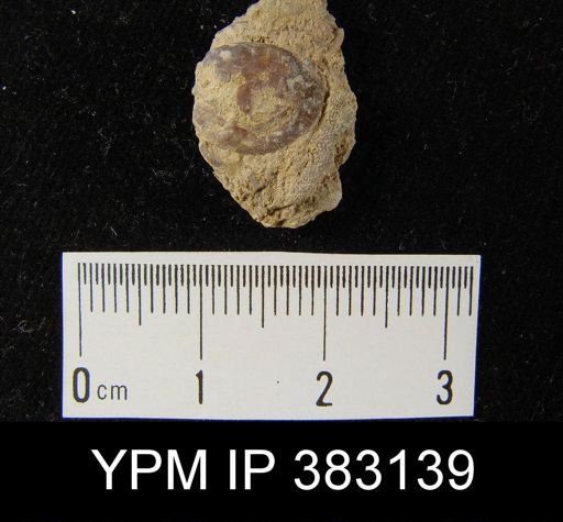 undet. Brachiopoda