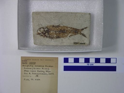 Knightia eocaena