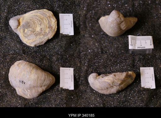 Gryphaea sp.