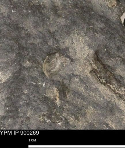 undet. Mollusca