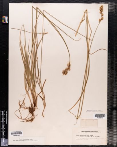 Carex albolutescens