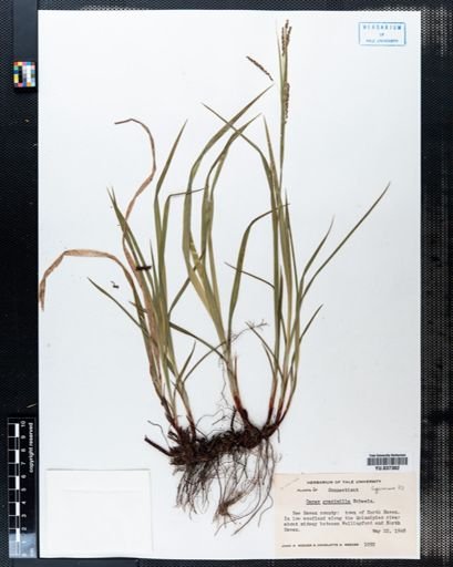 Carex gracillima