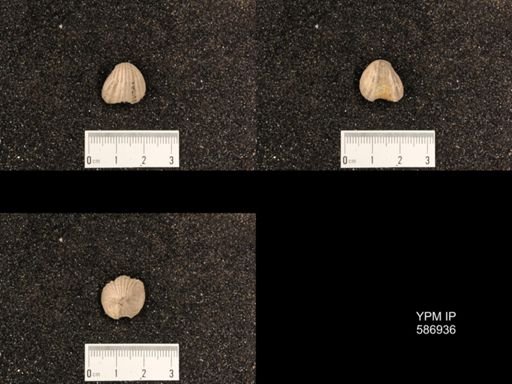 Rhynchotrema capax