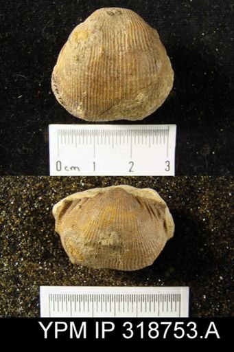Linoproductus sp.