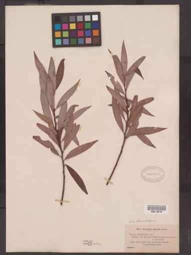 Salix alba