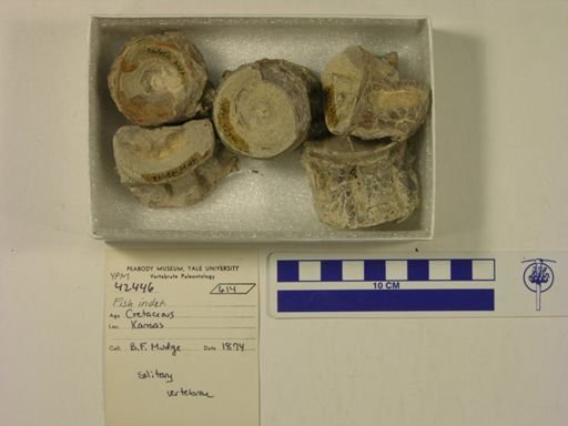 undet. Ichthyodectidae