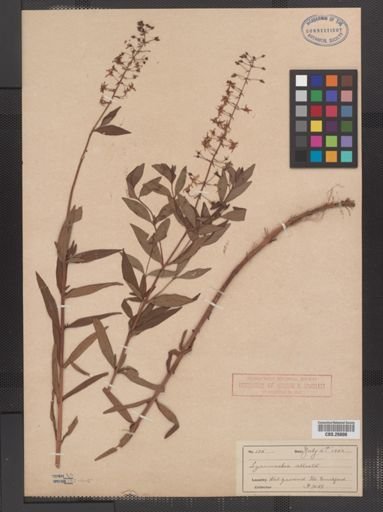 Plantae