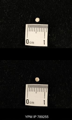 undet. Brachiopoda