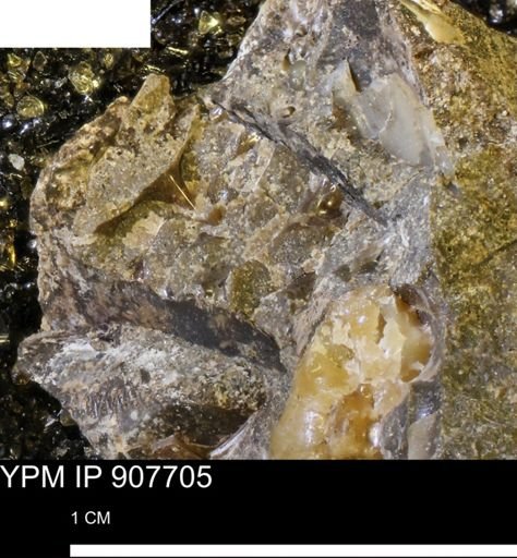 undet. Ammonoidea
