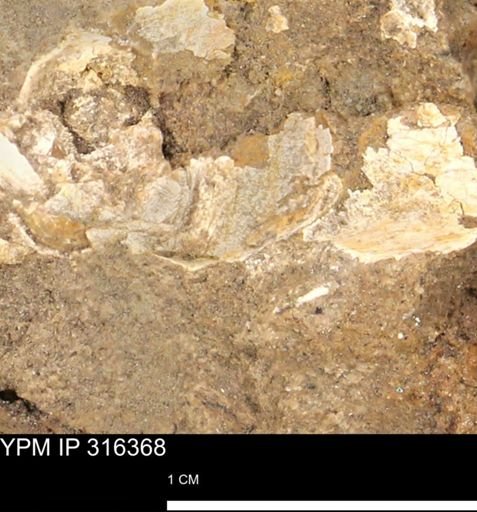 undet. Mollusca