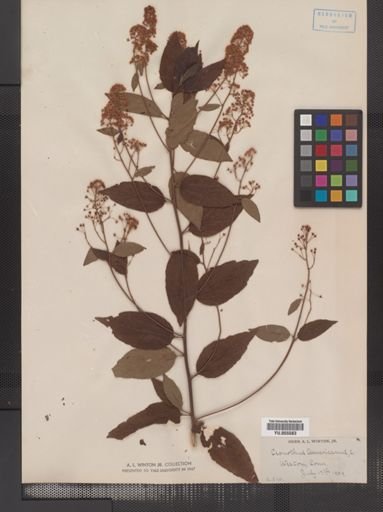 Plantae