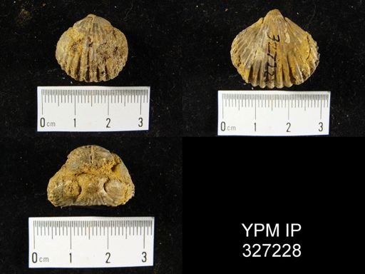 Camarotoechia sp.