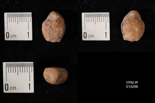 Dielasma breviplicatum
