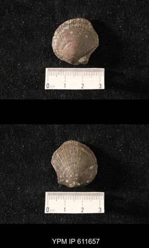 Aviculopecten sp.