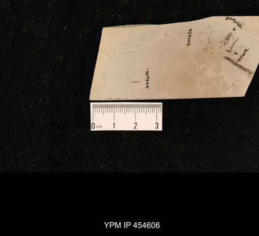 undet. Tipulidae