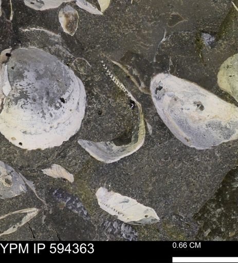 Nuculanidae