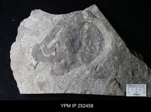 Eurypterus lacustris