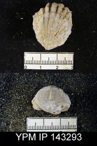 Streptorhynchus sp.