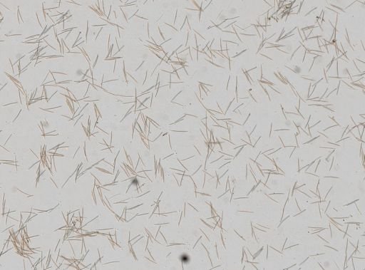 Haliclonidae