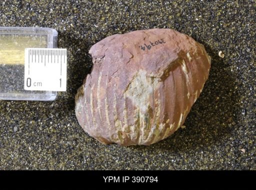 undet. Scaphitidae