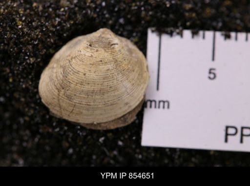Limopsis striatopunctatus