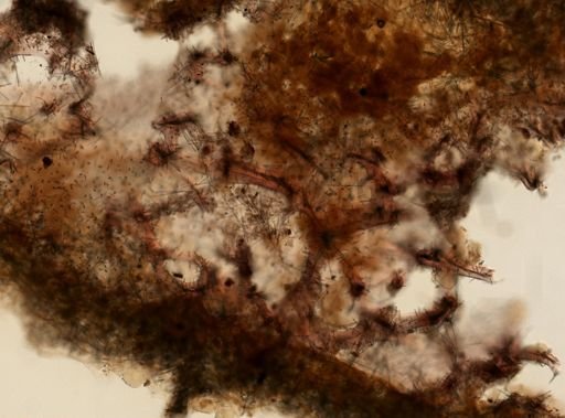 Clathria (Thalysias) virgultosa