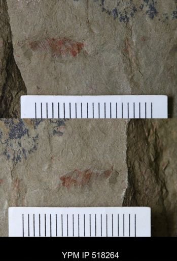 Thelxiope sp.