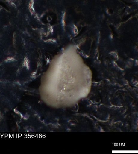 undet. Foraminiferida