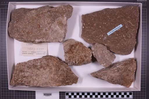mixed taxa, stratigraphic collection