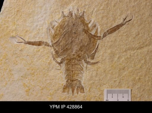 Eryon arctiformis
