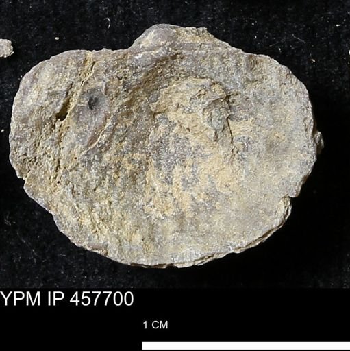 Helaspis sp.