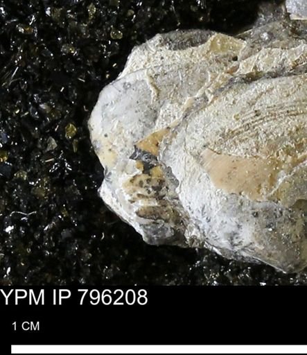 Spisula elliptica