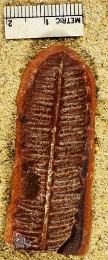 Pecopteris lamurensis