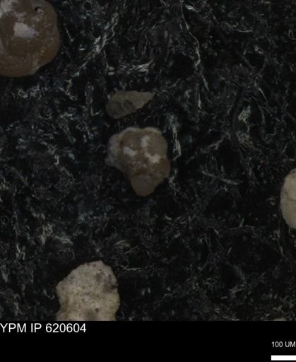 undet. Foraminiferida