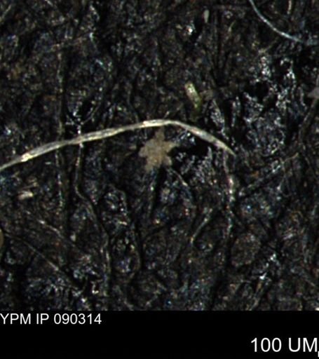 undet. Porifera