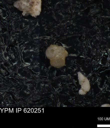undet. Foraminiferida