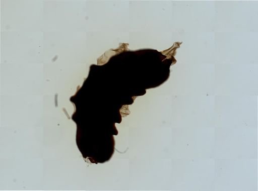 Eobania vermiculata