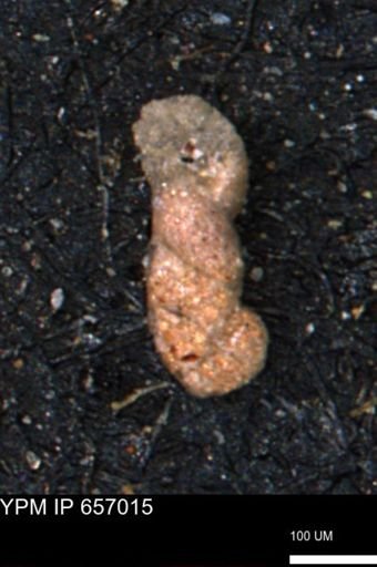 Ammobaculites obliquus