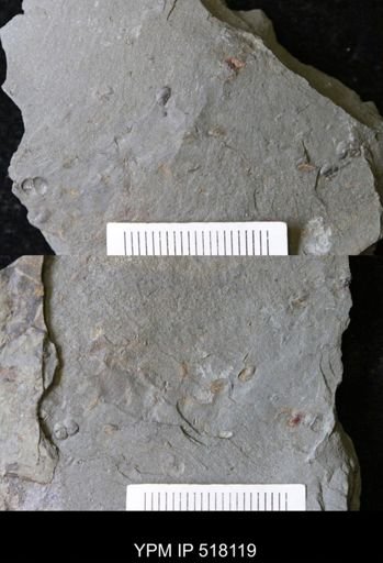 undet. Arthropoda