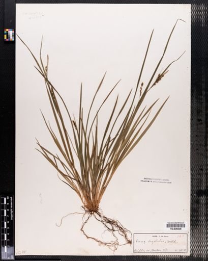 Carex digitalis