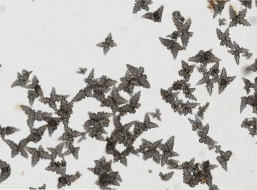 Plexaurella dichotoma
