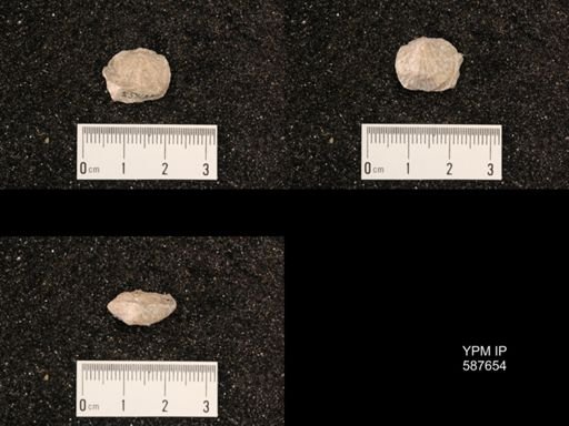 Atrypa marginalis