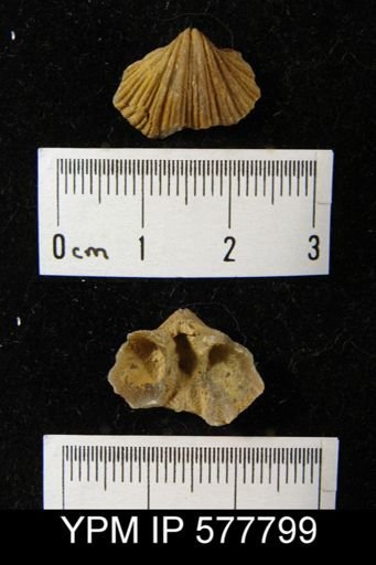 Spirifer cameratus