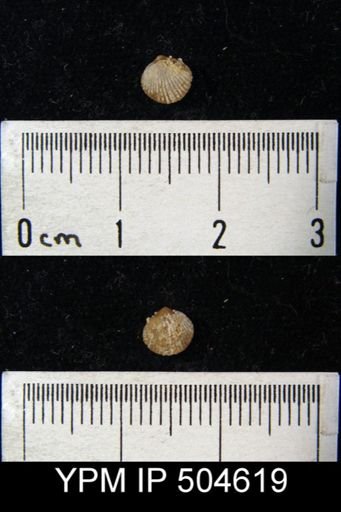 Zygospira sp.