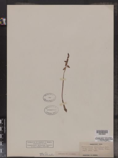 Corallorhiza odontorhiza