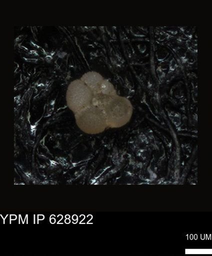 undet. Foraminiferida
