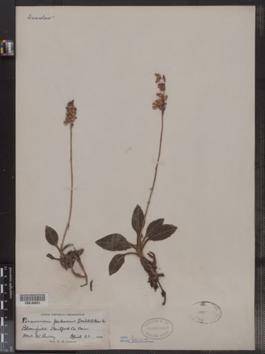 Peramium pubescens