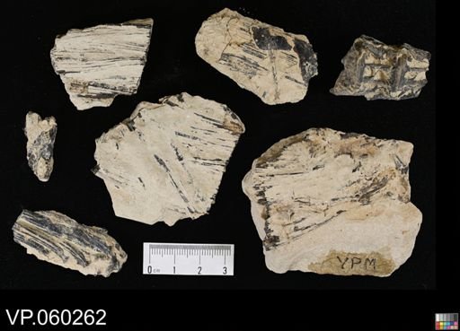 undet. Actinopterygii