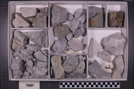 mixed taxa, stratigraphic collection